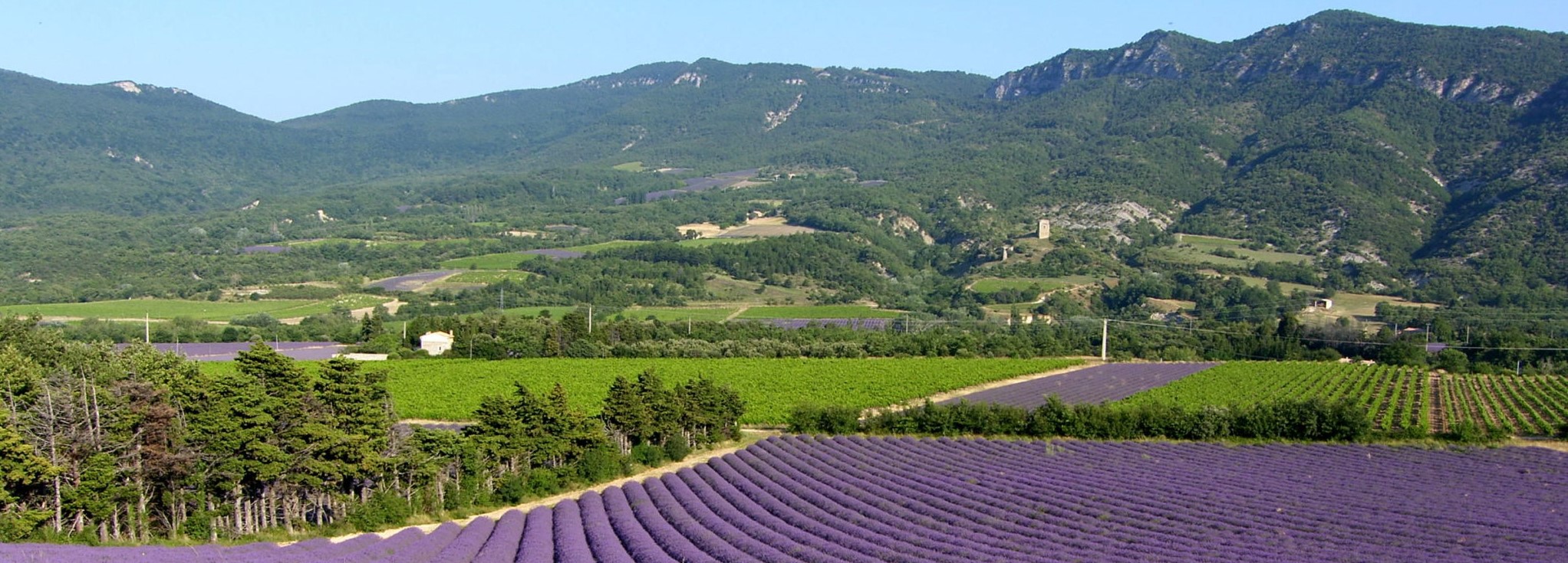 champ de lavande  dieulefit